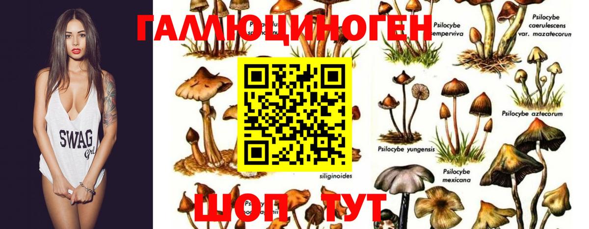 Благовещенск  Галлюциногенные грибы ЛСД  Вход с VPN 